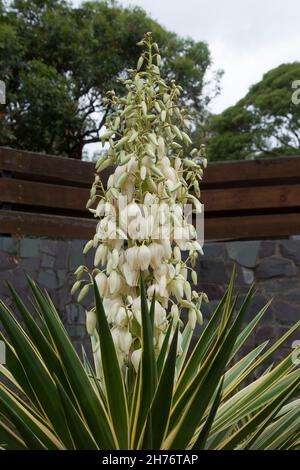 Sydney Australien, blühender Stamm einer Yucca aloifolia Stockfoto