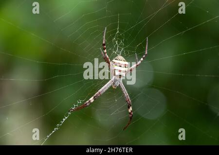 Sydney Australia, Argiope keyserlingi oder Argiope aetherea, beide bekannt als St Andrews Cross Spider Stockfoto