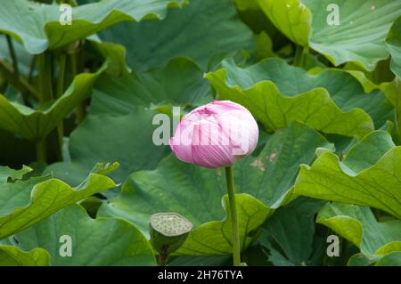 Sydney Australien, geschlossene rosa Blume einer Lotuswasserlilie Stockfoto