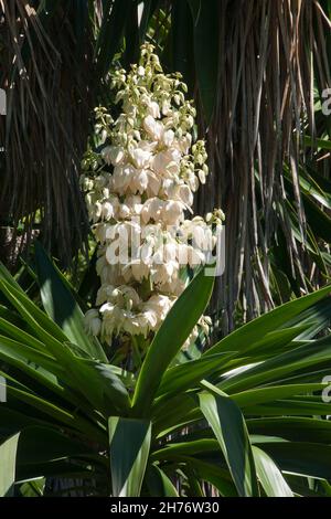 Sydney Australien, blühender Stamm einer Yucca aloifolia Stockfoto