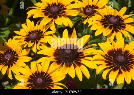 Sydney Australien, helle, fröhliche Blüten eines Zwergsonnenblumens Stockfoto
