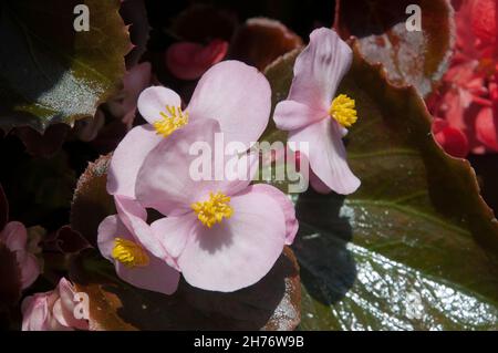 Sydney Australien, Nahaufnahme einer hellrosa wachsartigen Begonia-Blüte Stockfoto