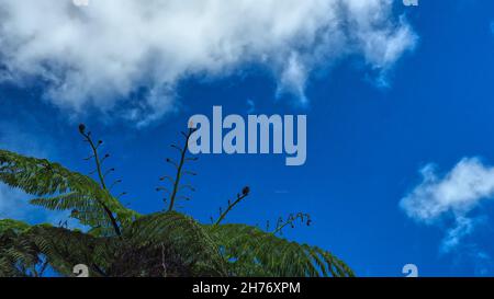 Spitze eines Baumfarns mit sich abziehenden jungen Wedeln bei schönem Wetter Wolken und einem blauen Himmel, Neuseeland Stockfoto