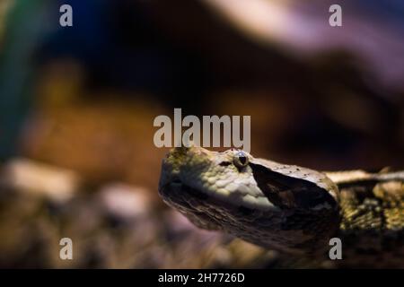 Giftige Schlange - Gabun Viper Porträt, verschwommener Hintergrund. Afrika Reptil in einem Terrarium Stockfoto