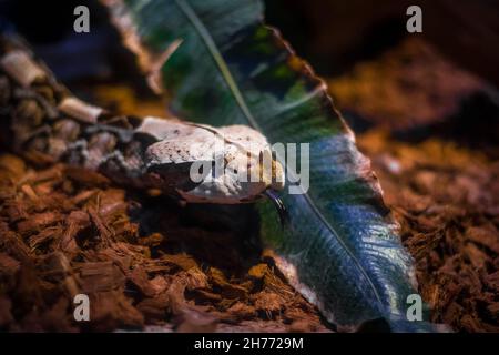 Giftige Schlange - Gabun Viper Porträt, verschwommener Hintergrund. Afrika Reptil in einem Terrarium Stockfoto