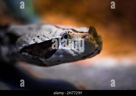 Giftige Schlange - Gabun Viper Porträt, verschwommener Hintergrund. Afrika Reptil in einem Terrarium Stockfoto