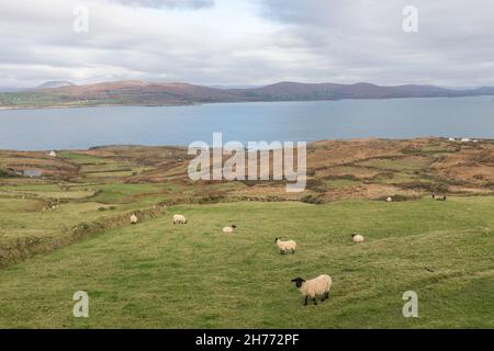 Mizen Peninsula, Cork, Irland. 20th. November 2021. Schafe weiden am Hang mit Blick auf die Dunmanus Bay auf der Halbinsel Mizen in Co. Cork, Irland. - Bild; David Creedon / Alamy Live News Stockfoto