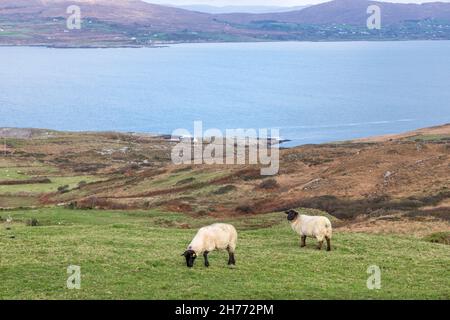 Mizen Peninsula, Cork, Irland. 20th. November 2021. Schafe weiden am Hang mit Blick auf die Dunmanus Bay auf der Halbinsel Mizen in Co. Cork, Irland. - Bild; David Creedon / Alamy Live News Stockfoto