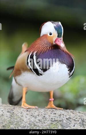 Mandarinente (Aix galericulata). Männchen im Zuchtgefieder. Heimische Ostasien. Vogelbeobachter von Wasservögeln. Eingeführte Arten UK Stockfoto