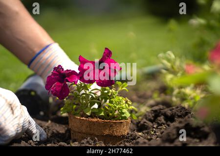 Eine Nahaufnahme des Sämlings in einem Torftopf Stockfoto