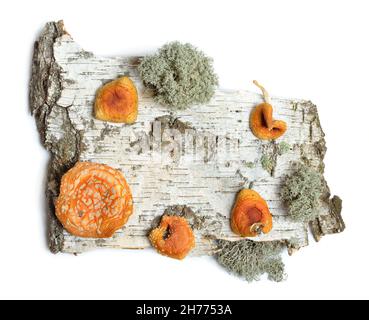 Die Vorderseiten eines Stückes Birkenrinde mit getrockneter Amanita Muscaria. Isoliert auf weißem Hintergrund Stockfoto