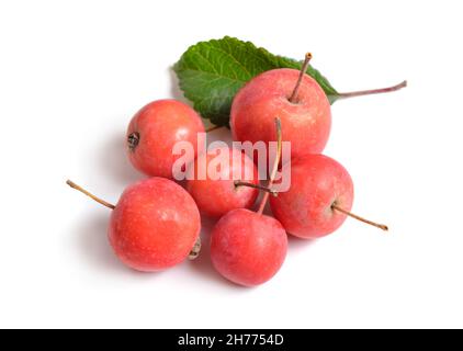 Malus baccata bekannt unter den gebräuchlichen Namen Sibirischer Krabbenapfel, Sibirischer Krabbe, Mandschurischer Krabbenapfel Stockfoto