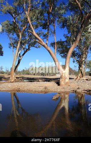 River Red Gums auf dem Hugh River Stockfoto