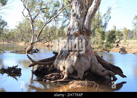 River Red Gums auf dem Hugh River Stockfoto