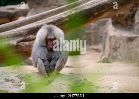 Eine selektive Fokusaufnahme eines Pavions im Zoo Stockfoto