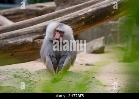 Eine selektive Fokusaufnahme eines Pavions im Zoo Stockfoto