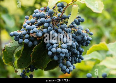 Früchte der Oregon-Traube (Mahonia aquifolium, Holly-leaved Berberry), Pflanze in der Familie Berberidaceae, Heimatregion: west-Nordamerika. Stockfoto