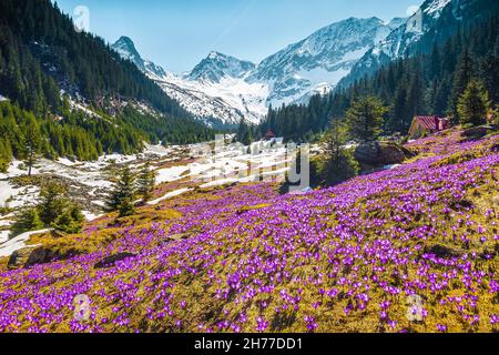 Atemberaubende alpine Tal- und Frühlingslandschaft mit violetten Krokusblüten auf den Hügeln. Blumige Felder und schneebedeckte hohe Berge im Hintergrund, FAG