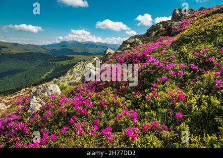 Majestätische Sommer-Naturlandschaft, blühende farbenfrohe rosa Rhododendron-Blumen auf dem Berghang in den Bergen von Leaota, Karpaten, Siebenbürgen, R Stockfoto