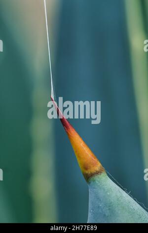 Eine vertikale Aufnahme der spitzen Agavenpflanze mit einem Spinnennetz in der Natur Stockfoto