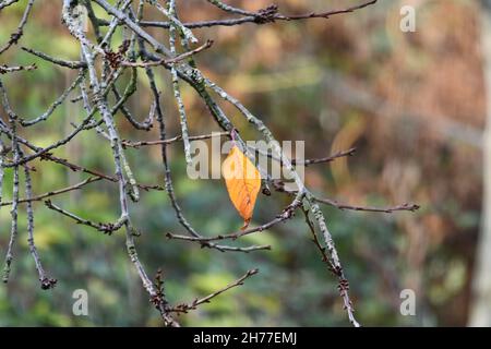 Ein einsames Herbstblatt, das auf den Ästen eines Pflaumenbaums zurückgelassen wurde Stockfoto