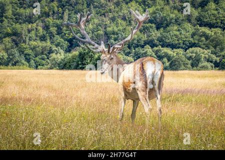 Rotwild im hohen Gras stehend Stockfoto