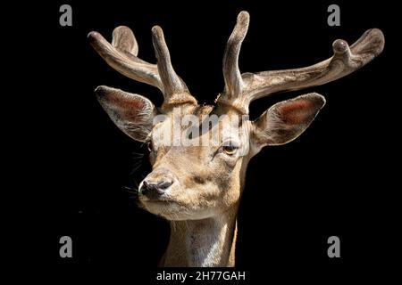 Ein Hirsch mit seinem Geweih, das im Sonnenlicht glänzte Stockfoto
