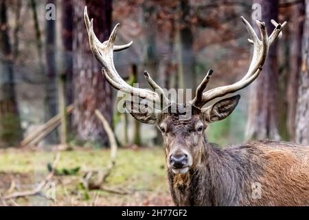 Profil eines Rotbuschhirsches mit einem großen Geweih-Gestell Stockfoto