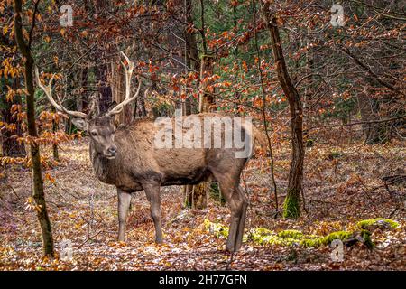 Ein majestätische Hirsch, der im Wald steht Stockfoto