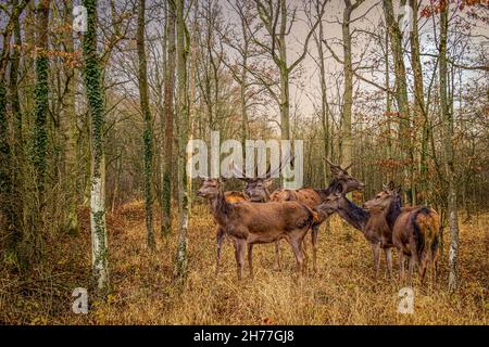 Eine Hirschherde in einem Herbstwald Stockfoto