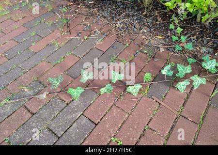 Der Zweig des englischen Ivy (Hedera Helix) wächst über einen gemauerten Bürgersteig. Stockfoto