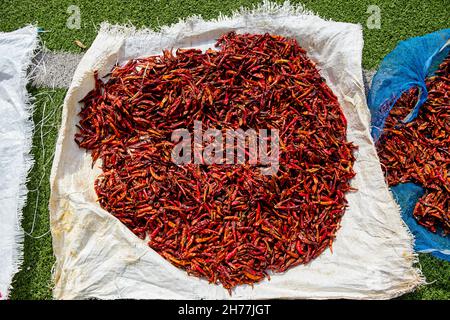 Getrocknete rote reife Chilischoten auf der Gartenarbeit Stockfoto