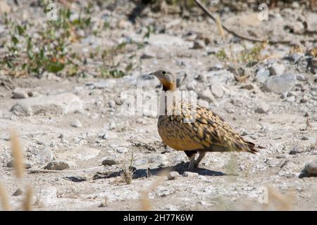 Vögel in ihrer natürlichen Umgebung und in ihrer Umgebung. Stockfoto