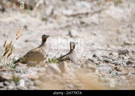 Vögel in ihrer natürlichen Umgebung und in ihrer Umgebung. Stockfoto