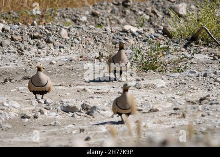 Vögel in ihrer natürlichen Umgebung und in ihrer Umgebung. Stockfoto