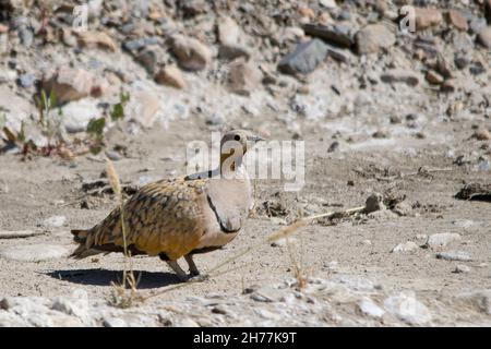 Vögel in ihrer natürlichen Umgebung und in ihrer Umgebung. Stockfoto