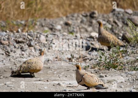 Vögel in ihrer natürlichen Umgebung und in ihrer Umgebung. Stockfoto