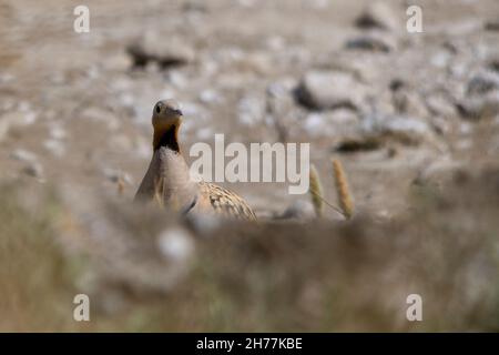 Vögel in ihrer natürlichen Umgebung und in ihrer Umgebung. Stockfoto