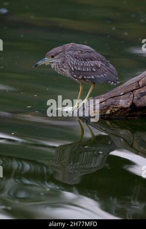 Ein juveniler Schwarzkronenreiher (Nycticorax nycticorax), der in Sri Lanka oft als Nachtreiher bezeichnet wird Stockfoto