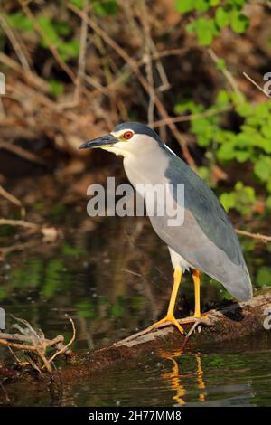 Ein erwachsener Schwarzer Nachtreiher (Nycticorax nycticorax), der im Frühjahr oft als Nachtreiher bezeichnet wird, am Kerkini-See in Nordgriechenland Stockfoto