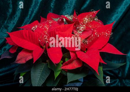 Rote Weihnachtssterne Blume mit goldenem weihnachtsschmuck, auch Weihnachtsstern oder die Puphorbia pulcherrima genannt Stockfoto