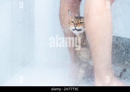 Lustiges nasses Katzenwaschen in der Duschkabine. Baden oder Duschen zu bengalischen Rasse Kat. Hygienekonzept für Haustiere. Stockfoto