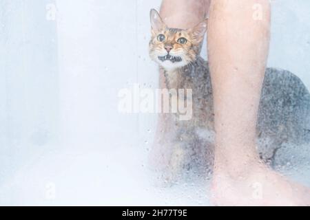Lustiges nasses Katzenwaschen in der Duschkabine. Baden oder Duschen zu bengalischen Rasse Kat. Hygienekonzept für Haustiere. Stockfoto