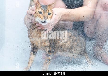 Lustiges nasses Katzenwaschen in der Duschkabine. Baden oder Duschen zu bengalischen Rasse Kat. Hygienekonzept für Haustiere. Stockfoto