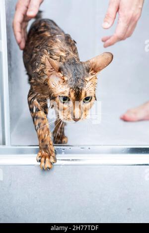 Lustiges nasses Katzenwaschen in der Duschkabine. Baden oder Duschen zu bengalischen Rasse Kat. Hygienekonzept für Haustiere. Stockfoto