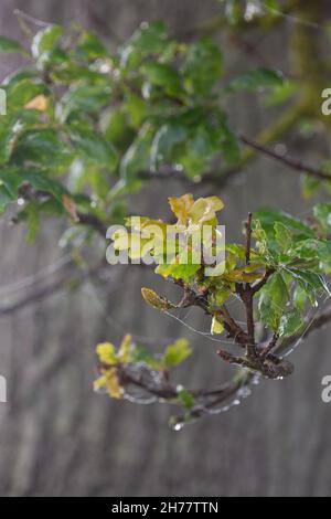 Englische Eiche (Quercus robur). Unterer Ast mit Blättern, bedeckt mit Morgentau und Spinnweben Blattwachstum Hintergrund der Baumstammrinde, unscharf. Stockfoto