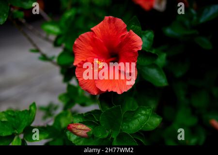 Rote Hibiskusblüte, die isoliert auf einem Ast blüht Stockfoto