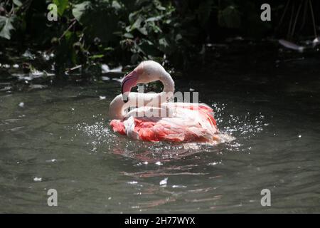 Flamingo spritzt Wasser Stockfoto