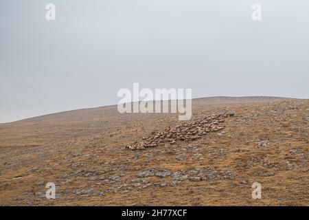 Die Rehabilitation der alten Wasserfabriken, die von lokalen palästinensischen Hirten von der israelischen Aktivistenorganisation „Warriors for Peace“ am Tag des ersten Regens im nördlichen Jordantal genutzt wurden. Die Brunnen sind eine kritische Infrastruktur im Zusammenhang mit Wasserknappheit und mangelnder Wasserversorgungsinfrastruktur für die palästinensischen ländlichen Schäfergemeinden, deren Weideflächen aufgrund der expandierenden jüdischen Siedlung schrumpfen. Das Westjordanland. Am 19th 2021. November. ( Matan Golan/Alamy Live News) Stockfoto