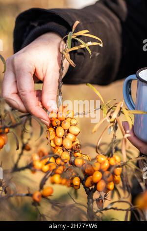 Hand pflücken Sanddorn. Beerenobst für eine gesunde Ernährung ernten Stockfoto